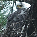 Only one chick left on the nest<br />Canon EOS 7D + EF300 F2.8L III + EF1.4xII